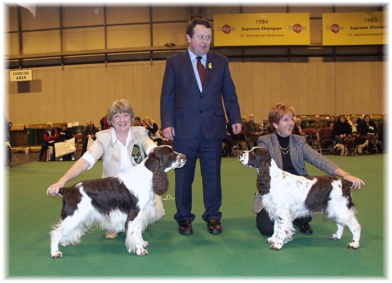 trimere english springer spaniels