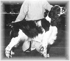 Inu-Goya Antaeus