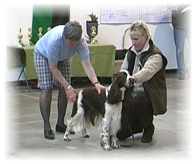 Richter aller Spaniels Fr. T. Schmid, CH