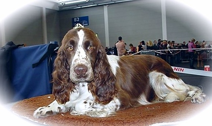 Mika`s wonderful daughter "Destiny de Syringa"