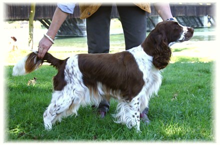 Mika`s Tochter "Destiny de Syringa"