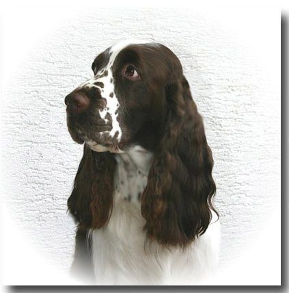 Unser gro�er Sonnenschein "Mika" -  ein wahrlich stattlicher English Springer Spaniel R�de !!