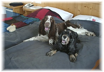 Unser glückliches "Spaniel-Team"