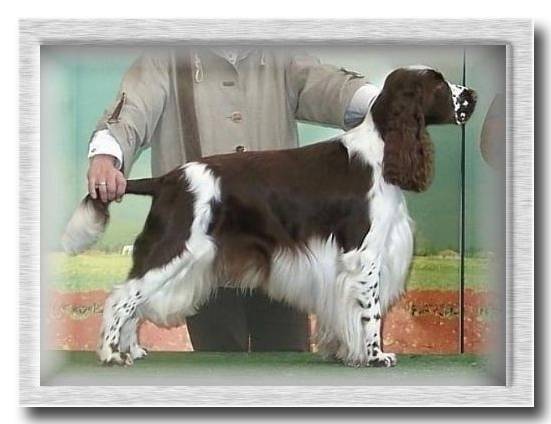Foogel Spotlight "Mika" Spaniel of the Year 2002