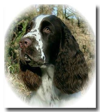 Dt.Ch. (VDH) Foogel Spotlight "MIKA"