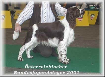 Foogel Spotlight "Mika" - �sterreichischer Bundesjugendsieger 2001